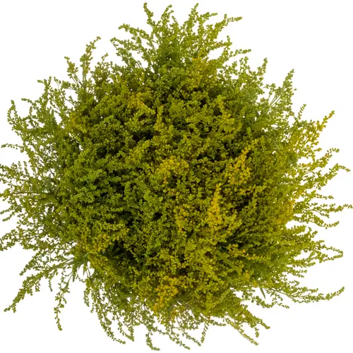 Solidago Super gelb 30 Gramm 80cm