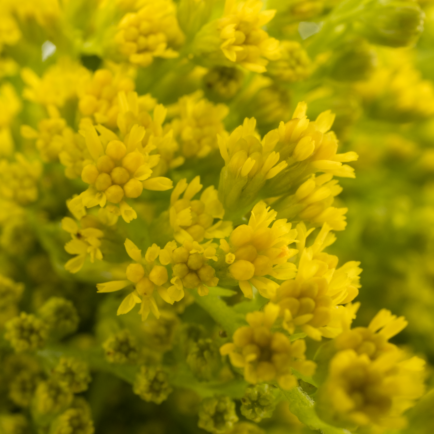 Solidago Super gelb 30 Gramm 80cm