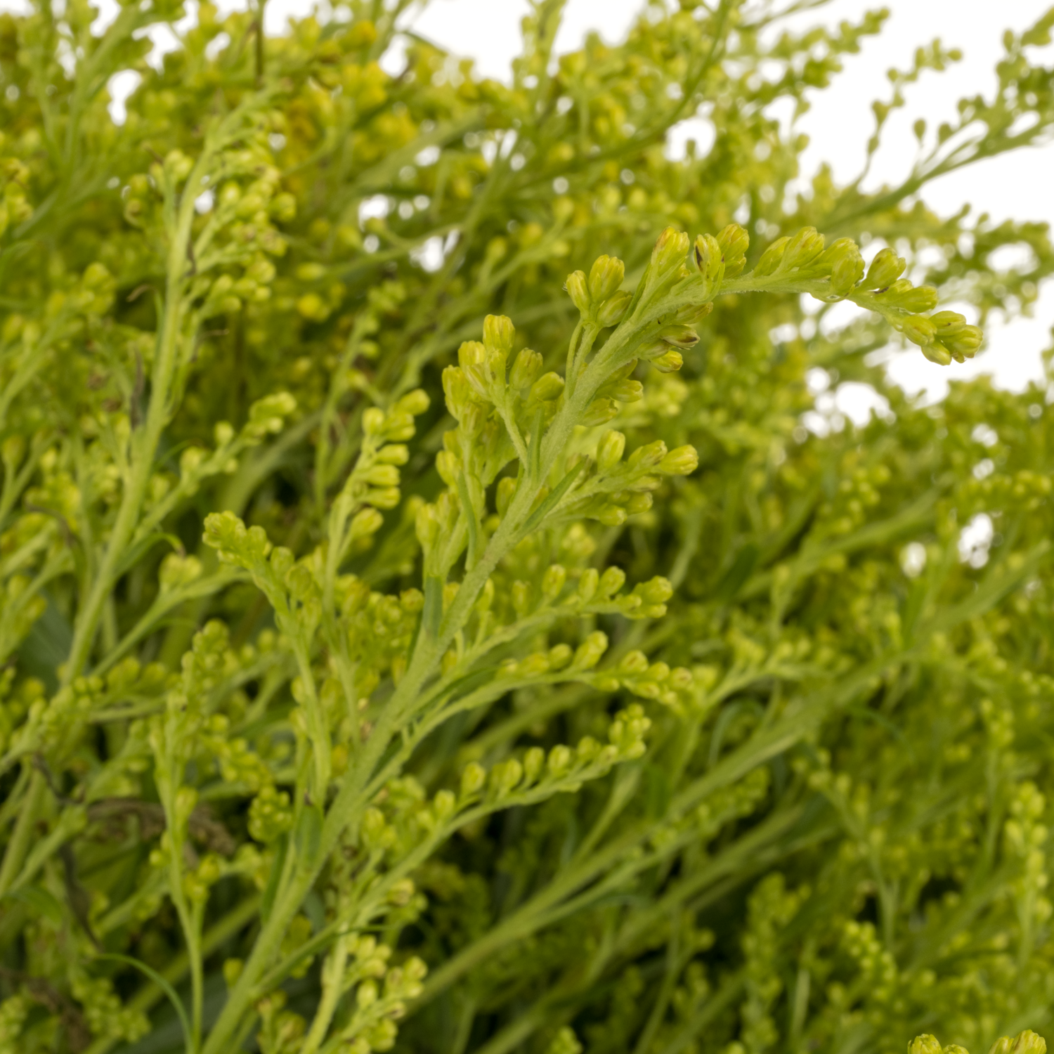 Solidago Super gelb 30 Gramm 80cm