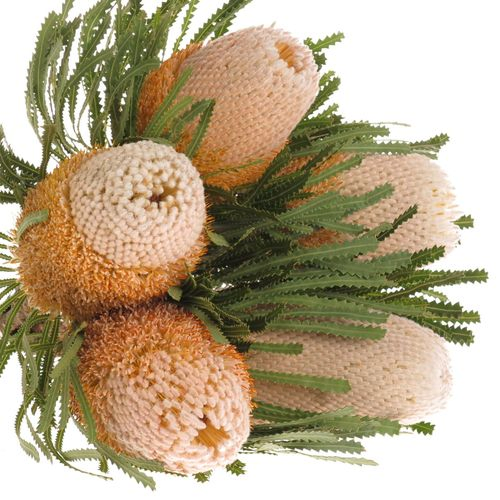 Banksia Hookeriana 40cm
