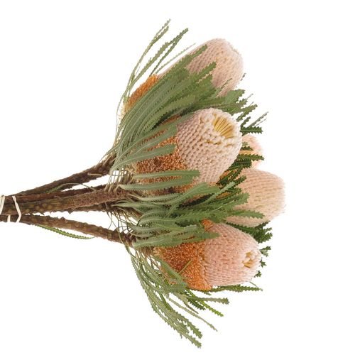 Banksia Hookeriana 40cm