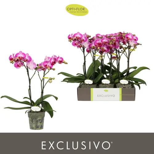 Phal.2-R rosa Bing Exclusivo T12 H045