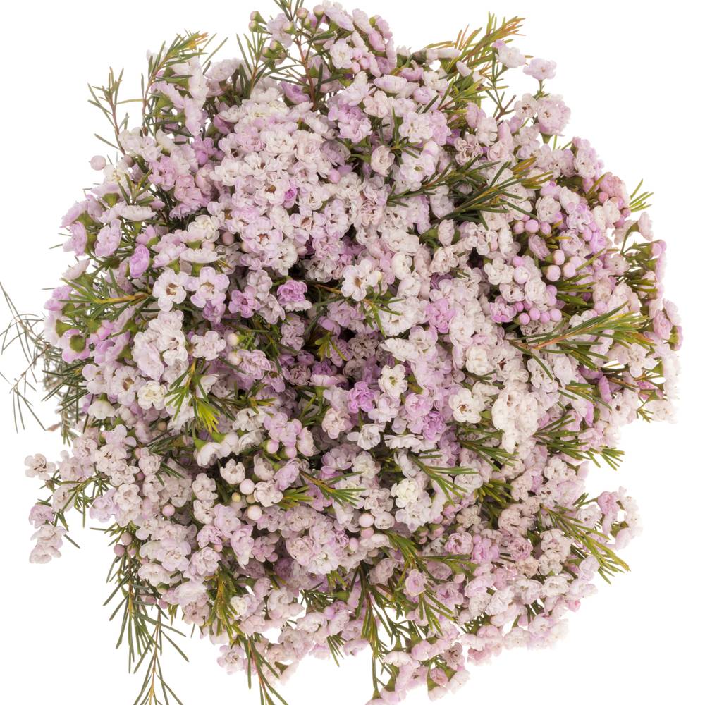 Wachsflower hell rosa Queen 35 Gramm 50cm