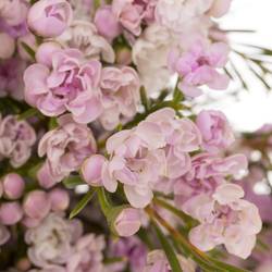 Wachsflower hell rosa Queen 35 Gramm 50cm
