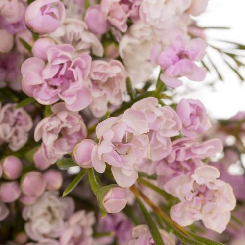 Wachsflower hell rosa Queen 35 Gramm 50cm