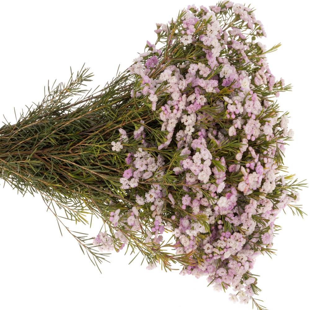 Wachsflower hell rosa Queen 35 Gramm 50cm