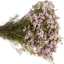 Wachsflower hell rosa Queen 35 Gramm 50cm