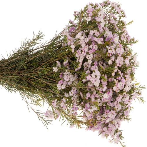Wachsflower hell rosa Queen 35 Gramm 50cm