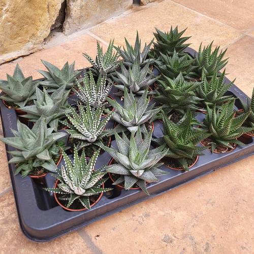 Haworthia mix T06 H09