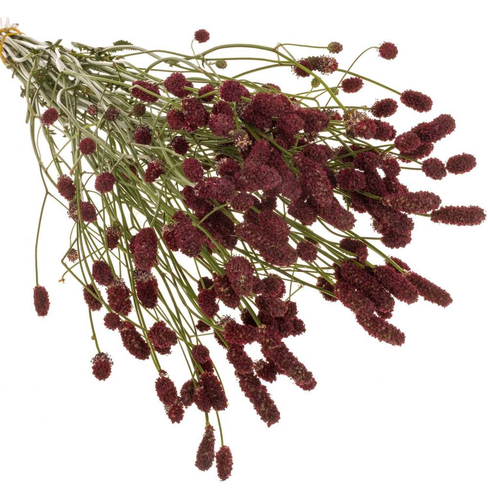 Sanguisorba rot Red Dream 70cm