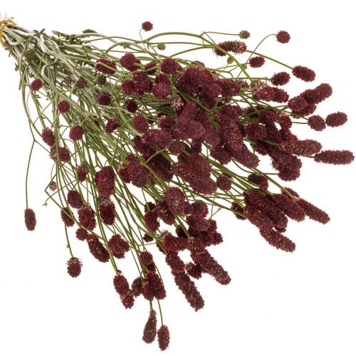 Sanguisorba rot Red Dream 70cm