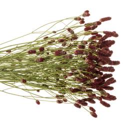 Sanguisorba rot Red Dream 70cm