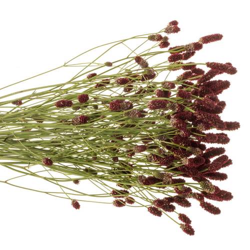 Sanguisorba rot Red Dream 70cm