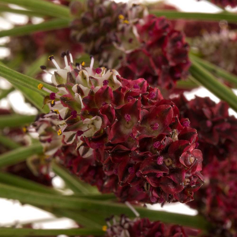 Sanguisorba rot Red Dream 70cm