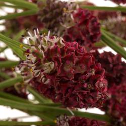 Sanguisorba rot Red Dream 70cm