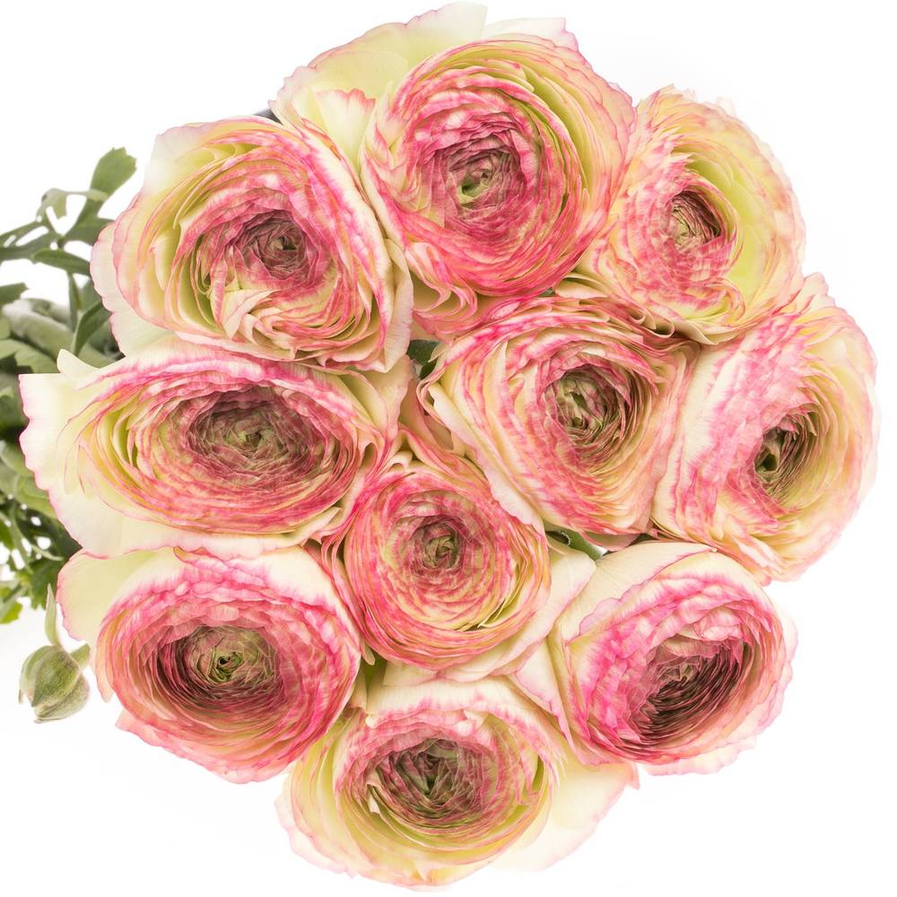 Ranunkel creme/rosa Cloni Felicidade 40cm