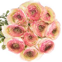 Ranunkel creme/rosa Cloni Felicidade 40cm