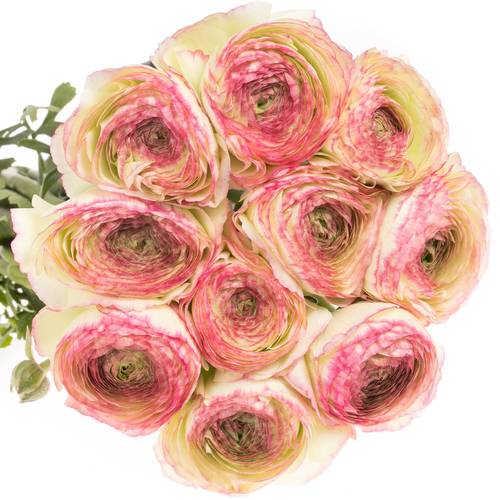 Ranunkel creme/rosa Cloni Felicidade 40cm