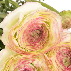 Ranunkel creme/rosa Cloni Felicidade 40cm