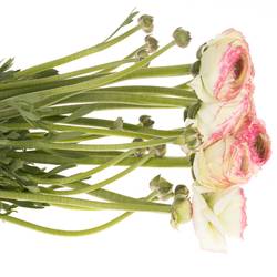 Ranunkel creme/rosa Cloni Felicidade 40cm