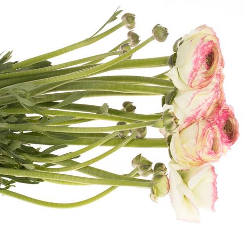 Ranunkel creme/rosa Cloni Felicidade 40cm