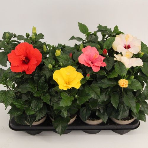 Hibiskus mix T13 H035