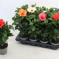 Hibiskus mix T13 H035