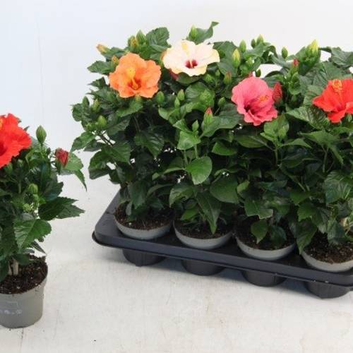 Hibiskus mix T13 H035