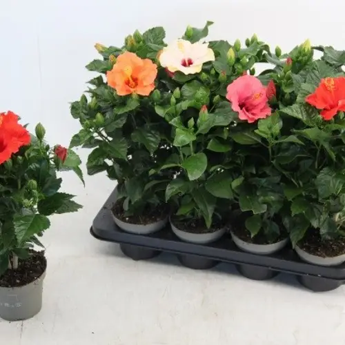 Hibiskus mix T13 H035