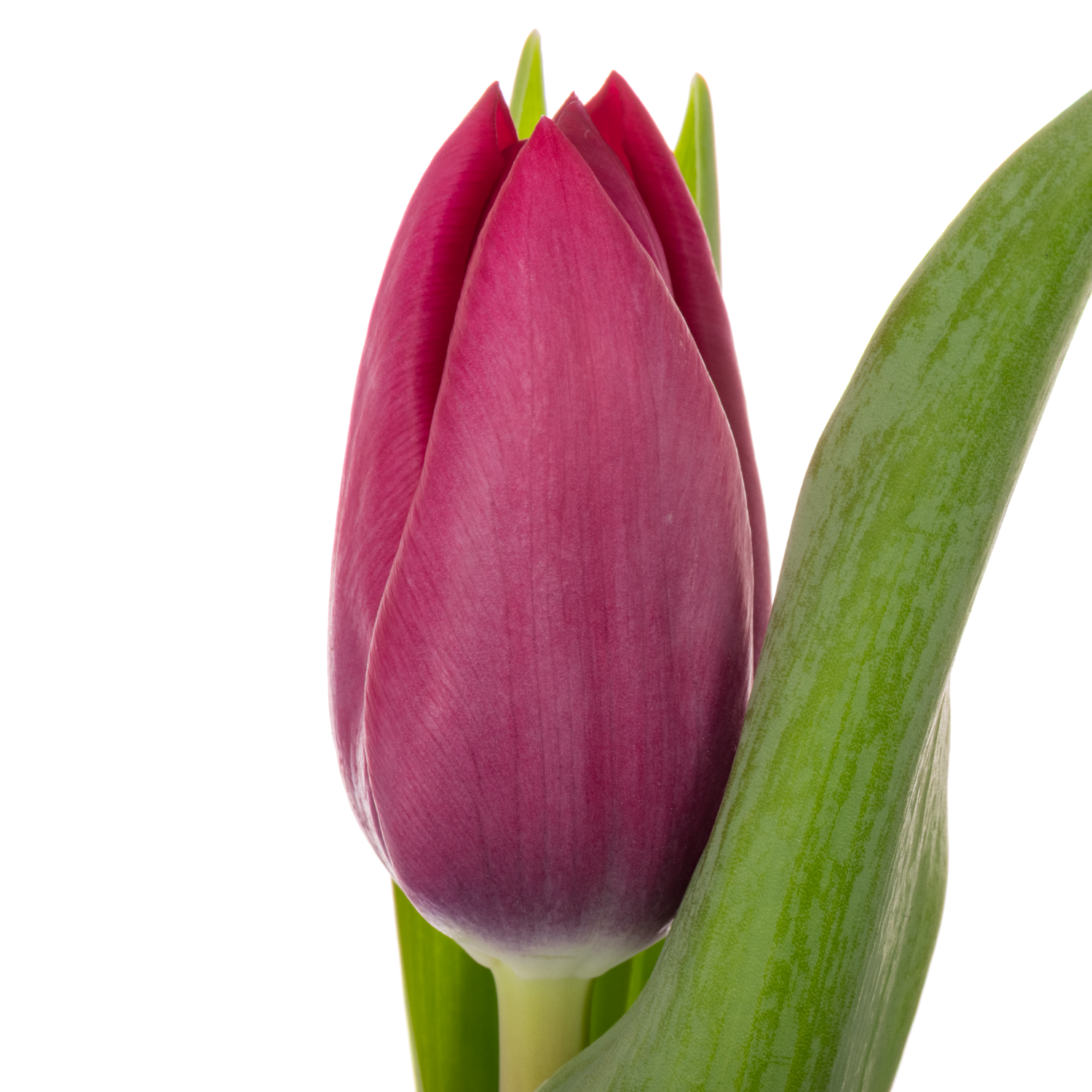 Tulpe lila Delta graffity 40 Gramm