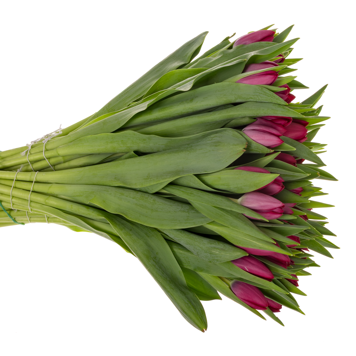 Tulpe lila Delta graffity 40 Gramm