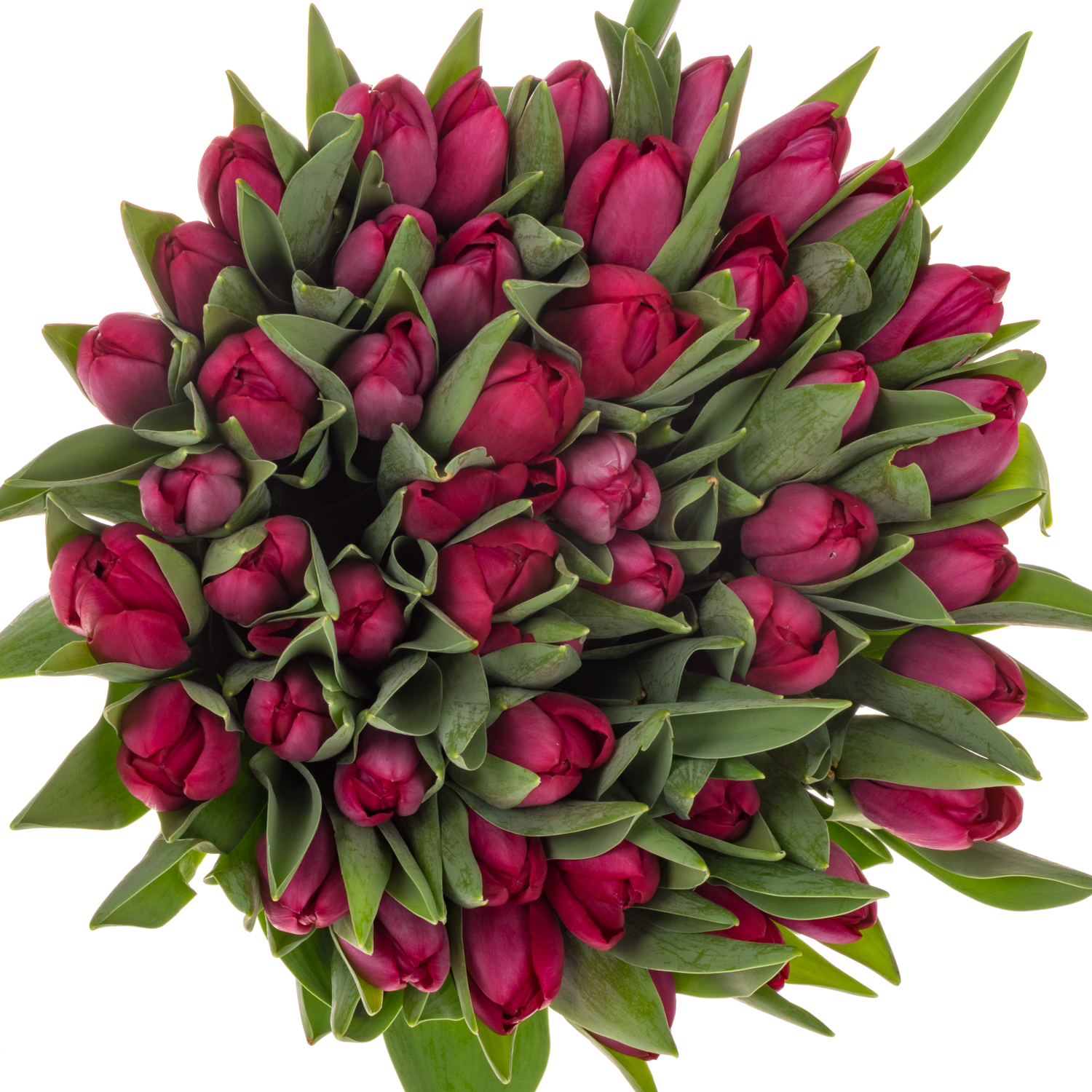 Tulpe lila Delta graffity 40 Gramm