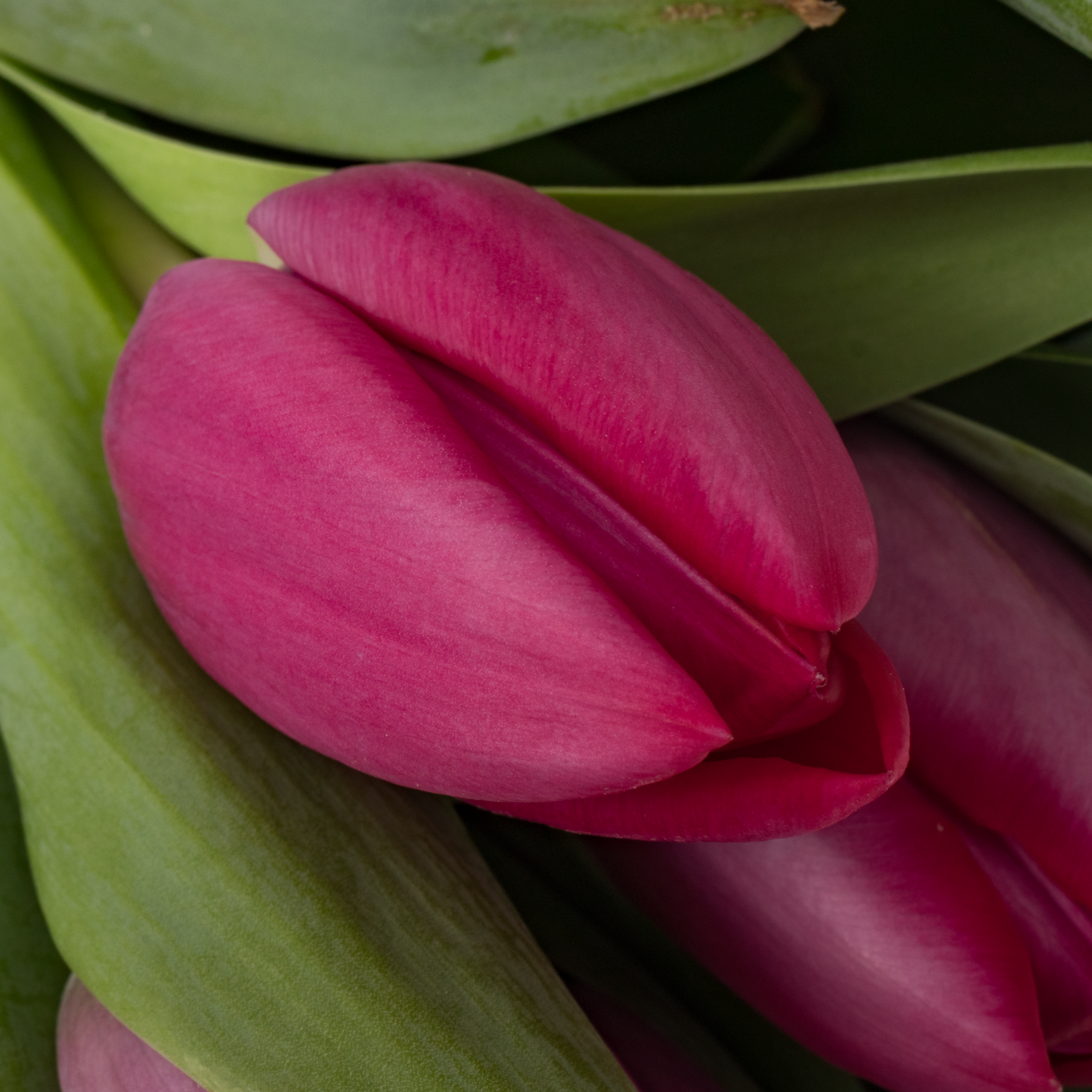 Tulpe lila Delta graffity 40 Gramm