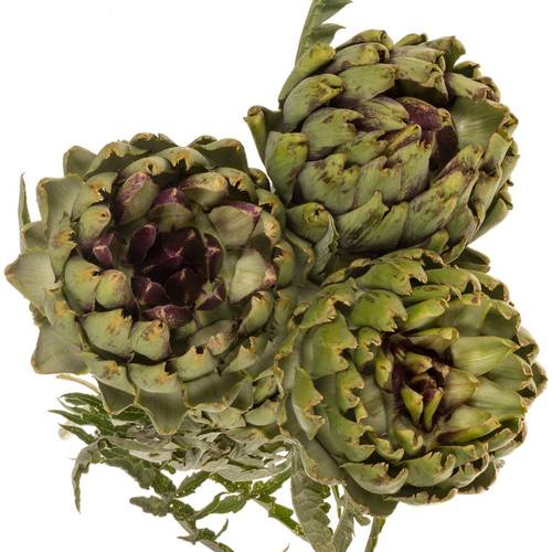 Artischocke Green Globe 80cm
