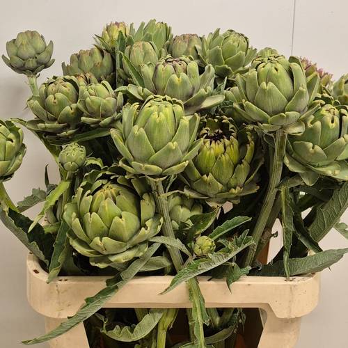 Artischocke Green Globe 80cm