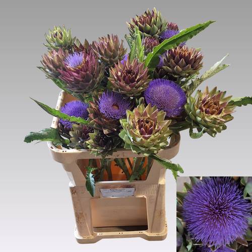 Artischocke Green Globe 80cm