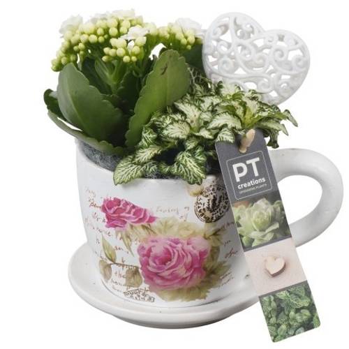 Kal.Arr PTVMB2265 T11 H019