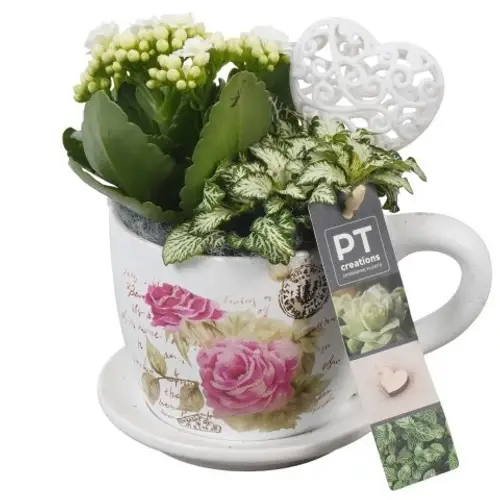 Kal.Arr PTVMB2265 T11 H019