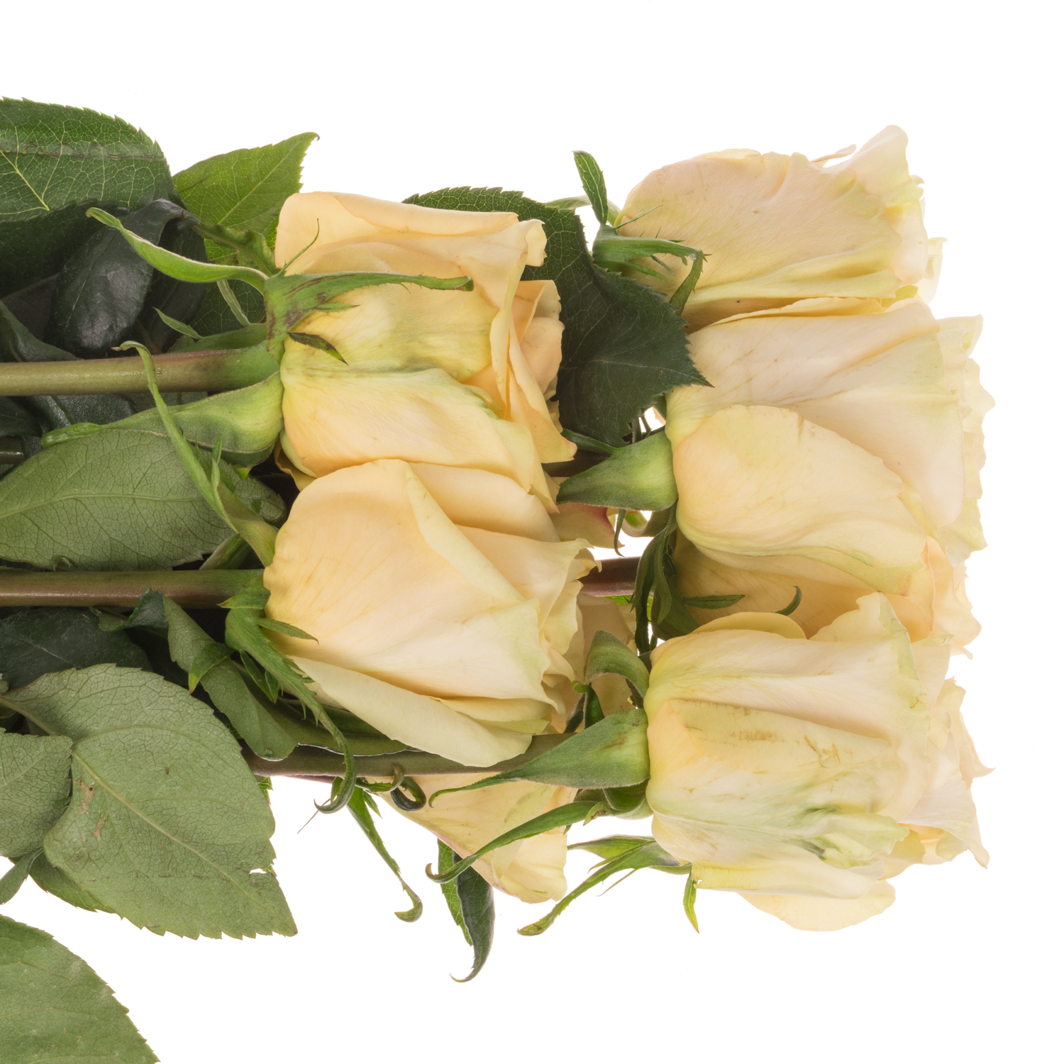 Rose creme The Pearl (Ec) 70cm X10