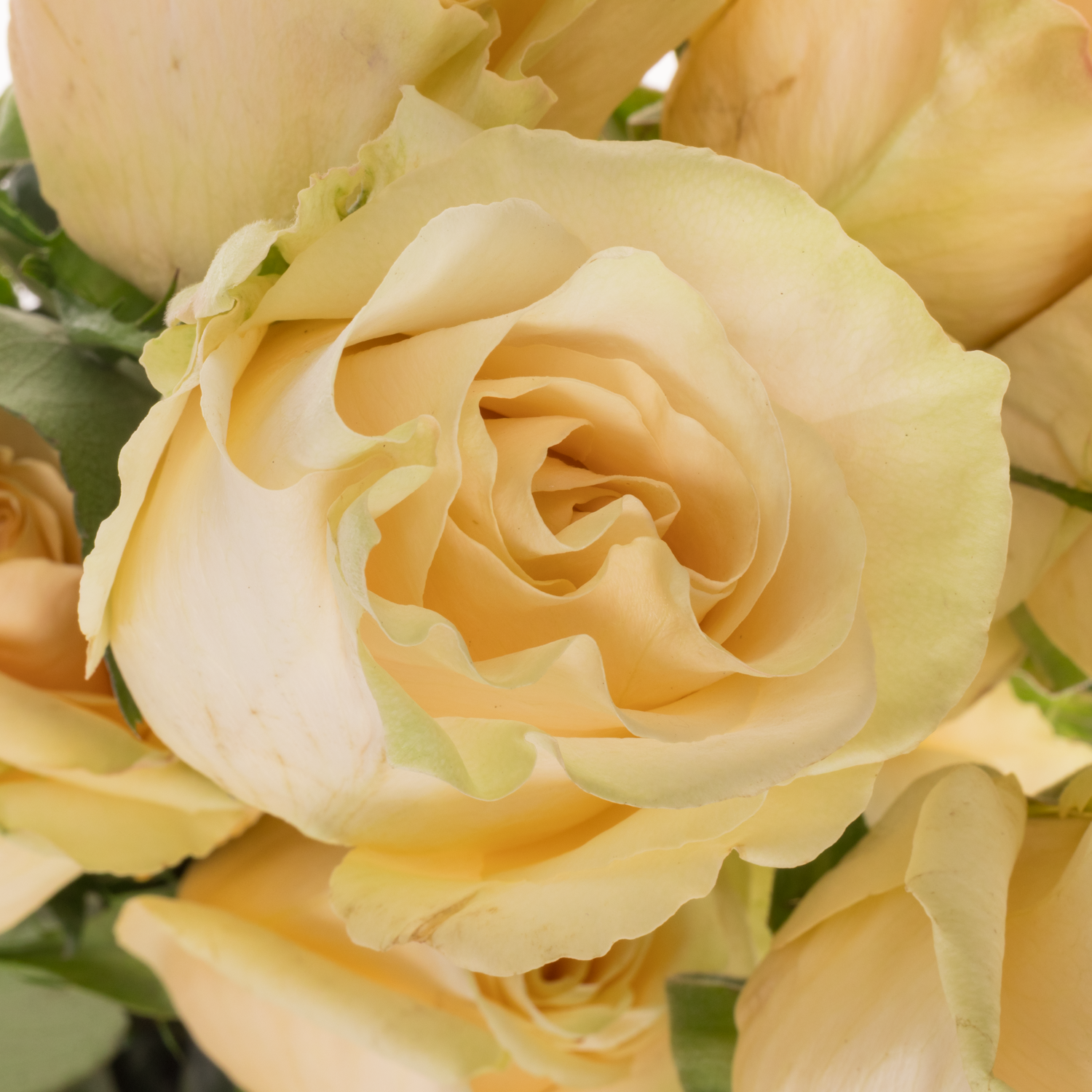 Rose creme The Pearl (Ec) 70cm X10