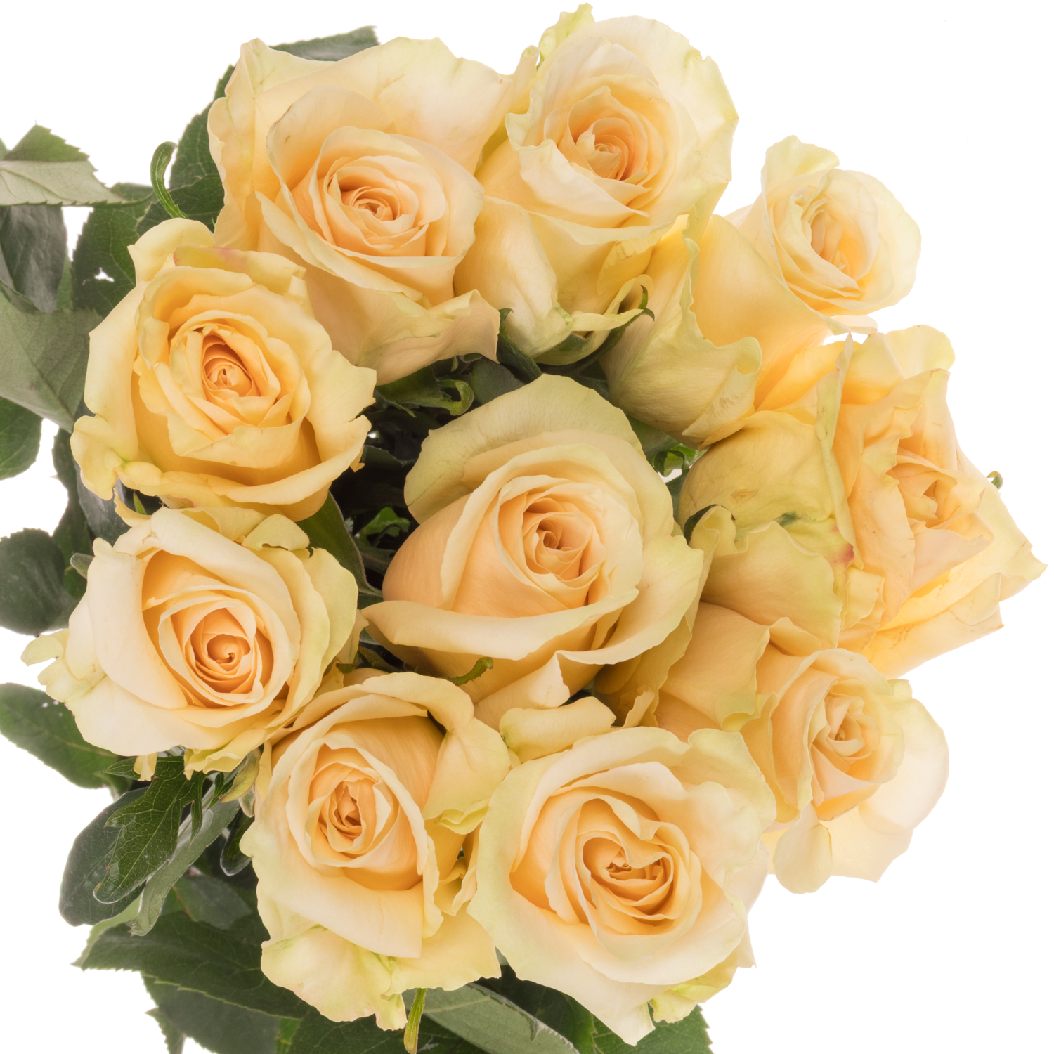 Rose creme The Pearl (Ec) 70cm X10