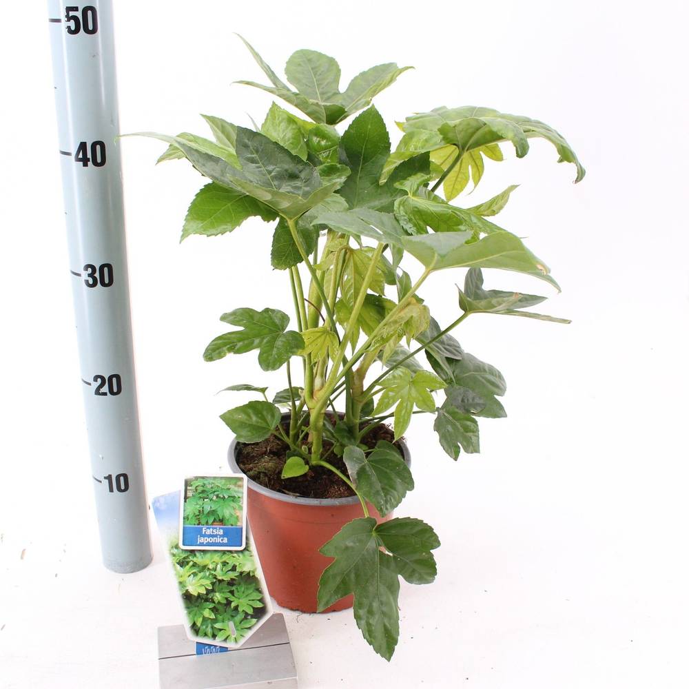 Fatsia Japonica T17 H20