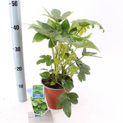 Fatsia Japonica T17 H20