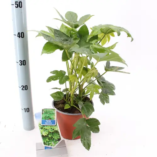 Fatsia Japonica T17 H20