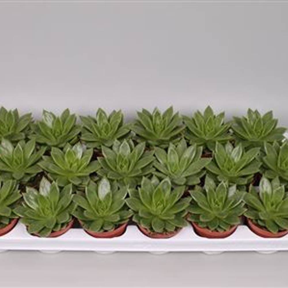 Echev.Agavoides T08,5 H15