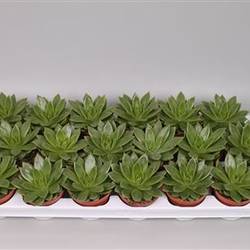 Echev.Agavoides T08,5 H15