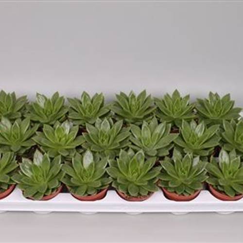Echev.Agavoides T08,5 H15