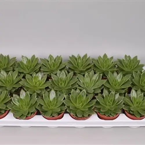 Echev.Agavoides T08,5 H15
