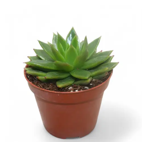 Echeveria Agavoides T08,5 H015