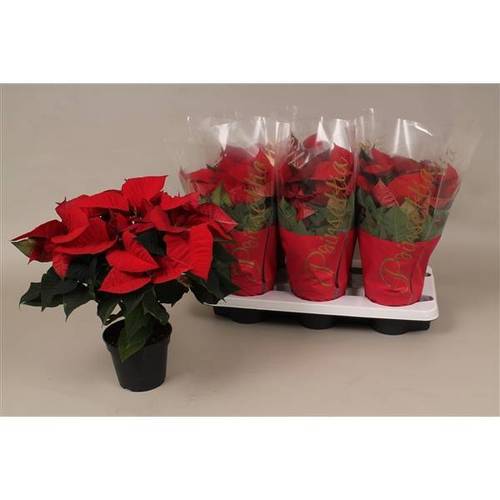 Poinsettia rot Christmas Eve 6 + T14 H035
